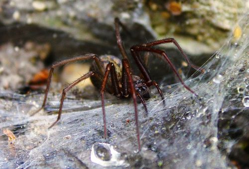 spider cobweb nature