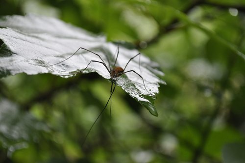 spider  rain  predator