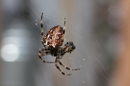 spider  web  prey