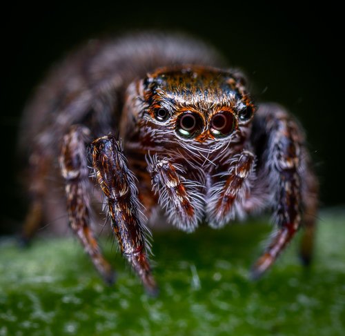 spider  arachnids  bespozvonochnoe