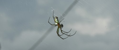 spider  weaver  spider hunter