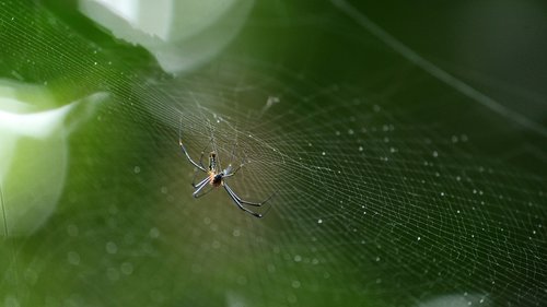 spider  web  green