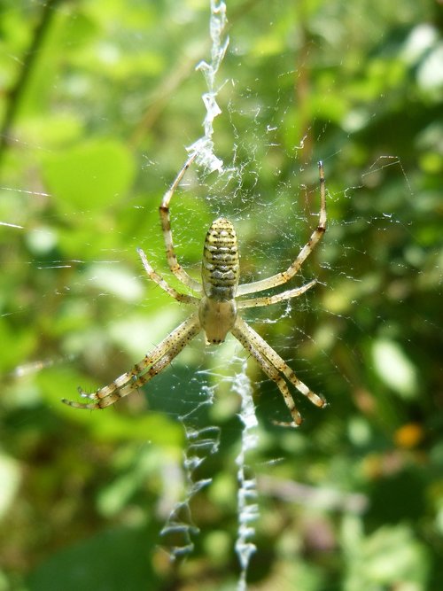 spider  web  detail