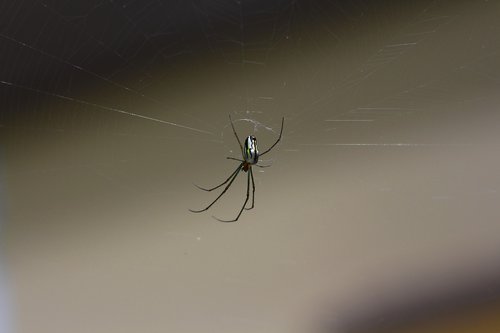 spider  web  cobweb