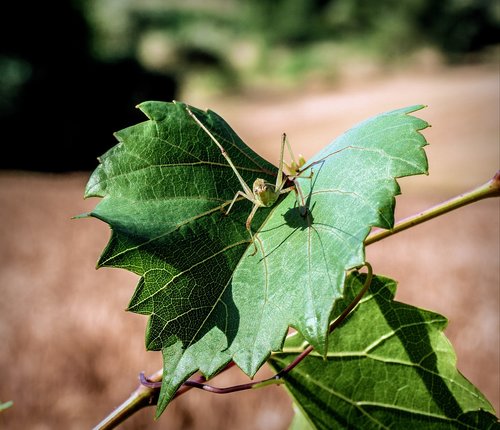 spider  vine leaf  insects