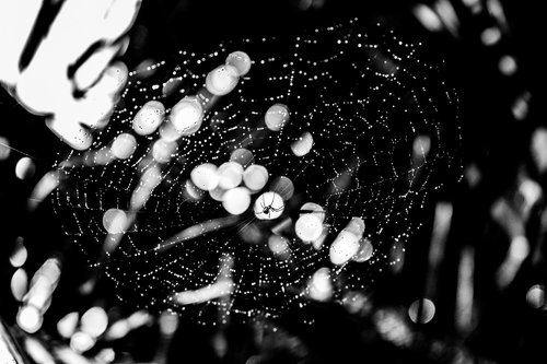 spider  rain  beautiful