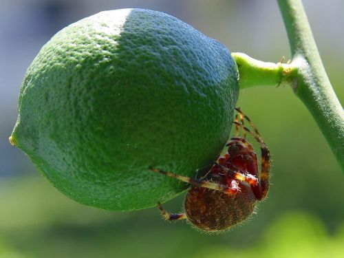 spider lime green