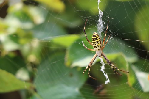 spider  nature  insect