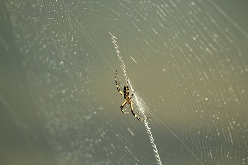 spider  web  nature