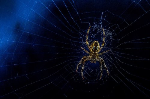 spider  web  hairy