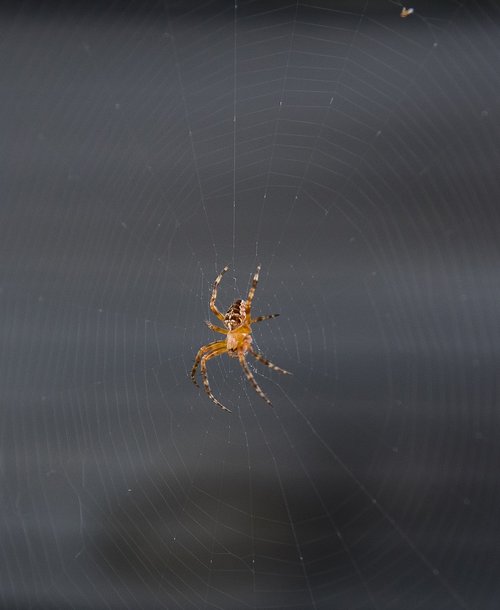 spider  insect  cobweb