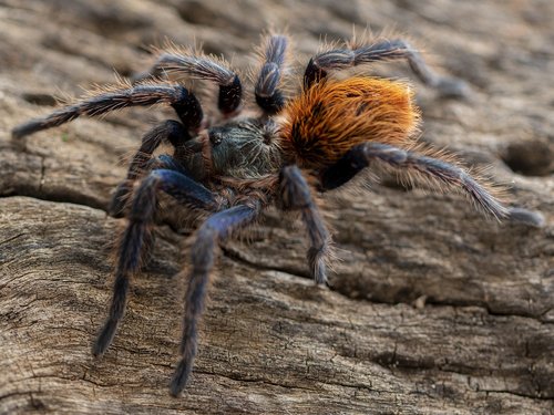 spider  tarantula  chromatopelma
