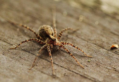 spider  macro  insect