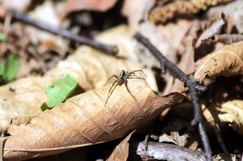 spider  arthropoda  bespozvonochnoe