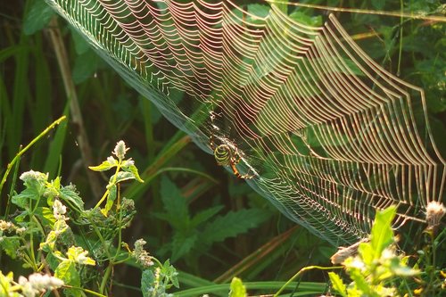 spider  cobweb  green