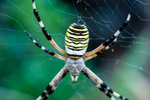 spider  argiope hornet  canvas