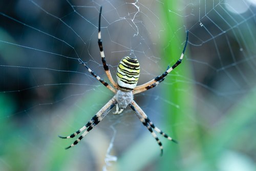 spider  argiope hornet  canvas