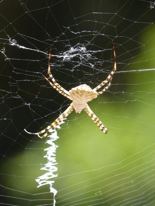 spider  arachnid  risk