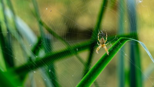 spider  hotel  cobweb