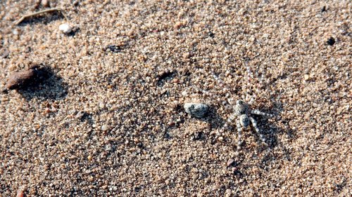 spider  sand  summer