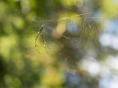 spider  spider's web  natural