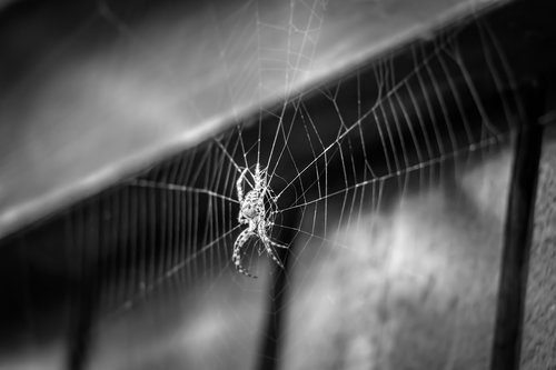 spider  cobweb  hotel