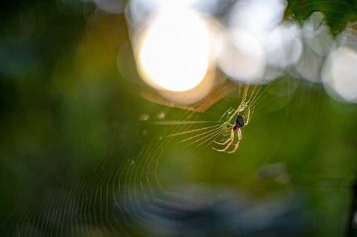 spider  web  cobweb