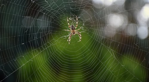 spider  araneus  wheel spider