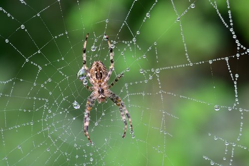 spider  cobweb  araneus