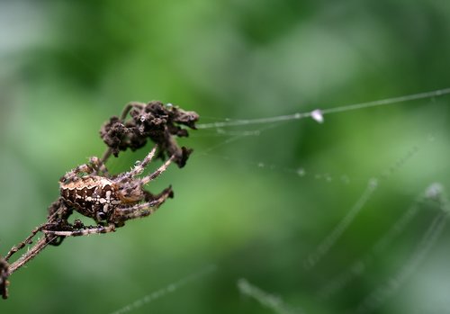 spider  araneus  lauer