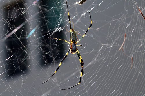 spider  spider web  nature