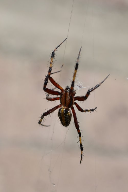 spider  arachnid  web