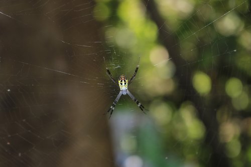 spider  sun  nature