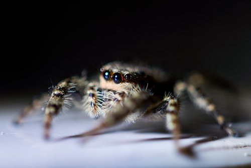 spider  macro  animal