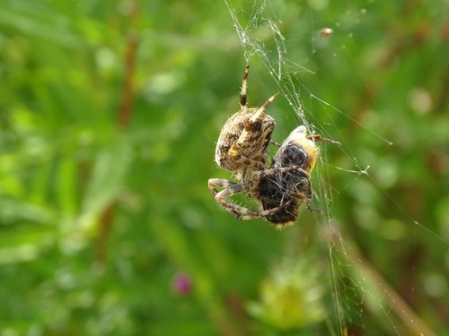 spider  nature  fauna