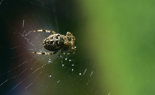 spider  araneus  cobweb