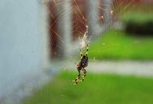 spider  araneus  hotel