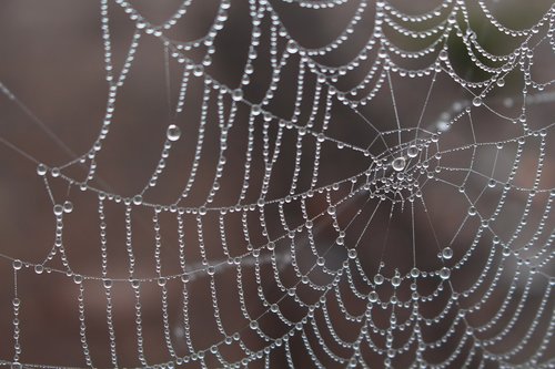 spider  morgentau  cobweb
