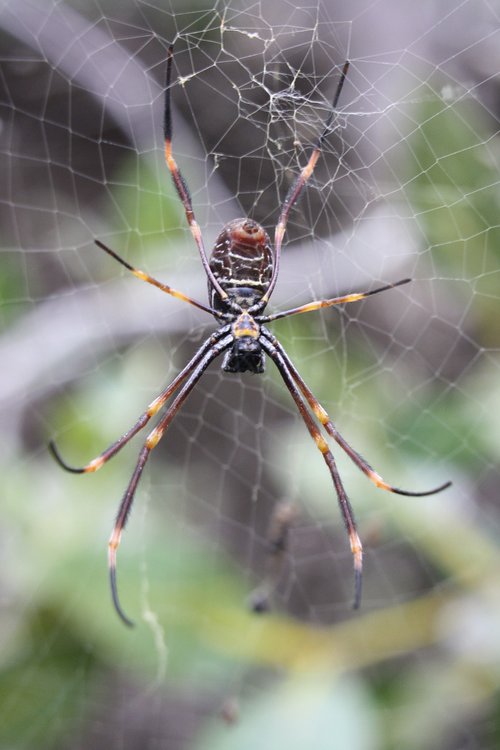 spider  golden orb  web