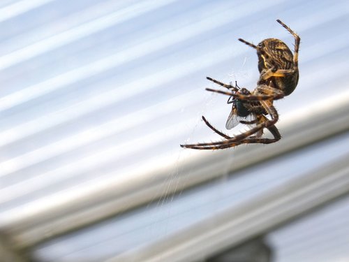spider  spider catches fly  araneus