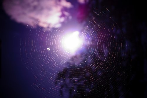 spider  web  sun