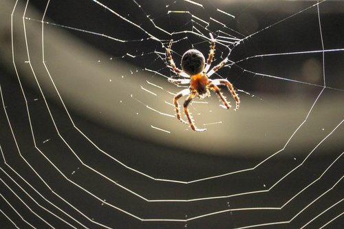 spider  web  nature
