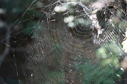 spider  spider web  nature
