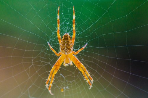 spider  web  cobweb