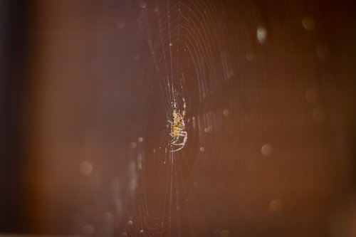 spider  spider net  spider web