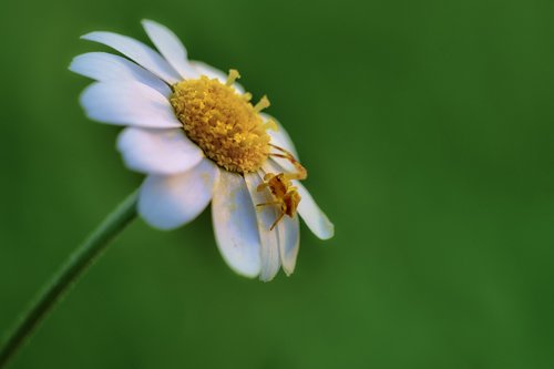 spider  macro  margarita