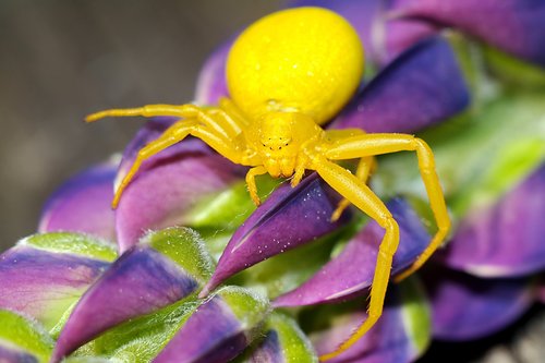 spider  insect  macro