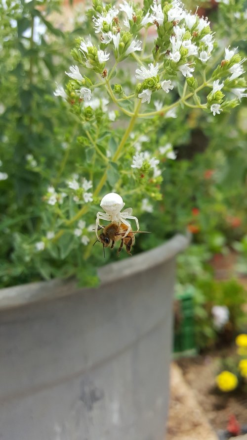 spider  bee  nature