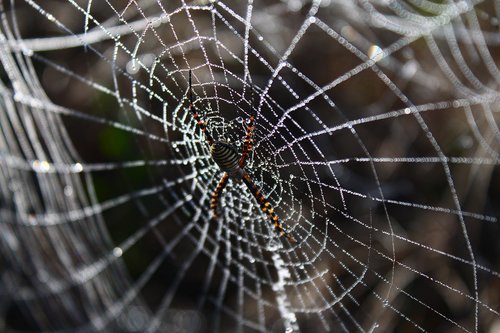 spider  spider web  network