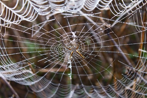 spider  spider web  network